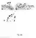 Fig. 70 - Use of A33 antigens and JAM-IT