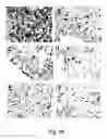 Fig. 71 - Use of A33 antigens and JAM-IT