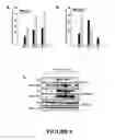 Fig. 07 - Muscle regeneration compositions and uses therefor