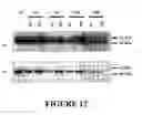 Fig. 18 - Muscle regeneration compositions and uses therefor