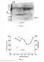 Fig. 08 - Anti-HIV agents