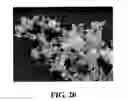 Fig. 23 - PHARMACEUTICAL COMPOSITIONS IN PARTICULATE FORM