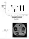 Fig. 58 - Nanoparticles for drug-delivery