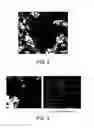 Fig. 03 - Tissue-specific basement membrane gels