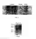 Fig. 06 - Tissue-specific basement membrane gels