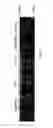Fig. 07 - Tissue-specific basement membrane gels