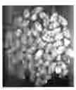 Fig. 06 - Germinated brown rice