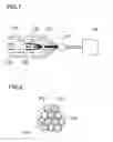 Fig. 05 - Elastomer and steel cord composite and process for producing the same
