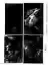 Fig. 33 - Dry-particle packaging systems and methods of making same