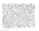Fig. 01 - Lithographic printing original plate and lithographic printing plate
