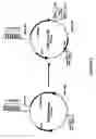 Fig. 04 - Assay for identifying compounds which affect stability of mrna