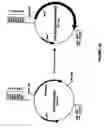 Fig. 05 - Assay for identifying compounds which affect stability of mrna