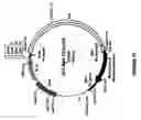 Fig. 19 - Assay for identifying compounds which affect stability of mrna