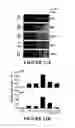 Fig. 12 - Effectors of innate immunity