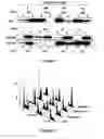 Fig. 02 - Methods of screening for resistance to microtuble-targeting drugs