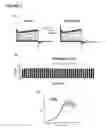 Fig. 03 - Novel binding site for retigabine on KCNQ5