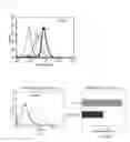 Fig. 01 - ELEMENT-TAGGED OLIGNUCLEOTIDE GENE EXPRESSION ANALYSIS