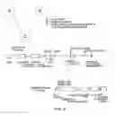 Fig. 09 - Regulatory segments of the human gene for telomerase reverse transcriptase