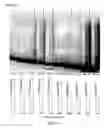 Fig. 40 - Regulatory segments of the human gene for telomerase reverse transcriptase