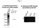 Fig. 04 - Methods and kits using a molecular interaction between a Smurf-1 WW domain and LIM mineralization protein isoforms