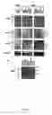 Fig. 06 - Mitogenic oxygenase regulators