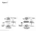 Fig. 08 - Platelet surface PF4 antigenic complexes as a diagnostic indicator in heparin-induced thrombocytopenia