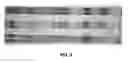 Fig. 06 - Antibody profiling sensitivity through increased reporter antibody layering