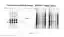 Fig. 09 - Oligosaccharide modification and labeling of proteins