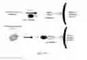 Fig. 10 - Oligosaccharide modification and labeling of proteins