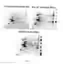 Fig. 13 - Oligosaccharide modification and labeling of proteins