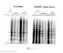 Fig. 15 - Oligosaccharide modification and labeling of proteins