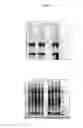 Fig. 20 - Oligosaccharide modification and labeling of proteins