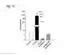 Fig. 06 - Mechanosensitive ion channels and methods of use