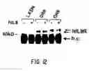 Fig. 16 - Nucleic acid encoding an interleukin-9 receptor variant