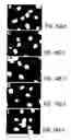 Fig. 18 - Nucleic acid encoding an interleukin-9 receptor variant