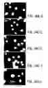 Fig. 20 - Nucleic acid encoding an interleukin-9 receptor variant