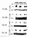 Fig. 22 - Nucleic acid encoding an interleukin-9 receptor variant