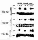 Fig. 23 - Nucleic acid encoding an interleukin-9 receptor variant