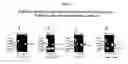Fig. 27 - Essential fungal CaYLR100w polypeptides, and methods of use