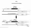 Fig. 29 - Essential fungal CaYLR100w polypeptides, and methods of use