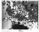 Fig. 01 - COMPOSITE BODY OF INORGANIC COMPOUND AND CELLS AND PRODUCTION METHOD THEREOF
