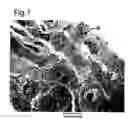 Fig. 02 - COMPOSITE BODY OF INORGANIC COMPOUND AND CELLS AND PRODUCTION METHOD THEREOF