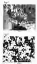 Fig. 04 - COMPOSITE BODY OF INORGANIC COMPOUND AND CELLS AND PRODUCTION METHOD THEREOF