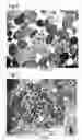 Fig. 05 - COMPOSITE BODY OF INORGANIC COMPOUND AND CELLS AND PRODUCTION METHOD THEREOF