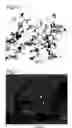 Fig. 07 - COMPOSITE BODY OF INORGANIC COMPOUND AND CELLS AND PRODUCTION METHOD THEREOF