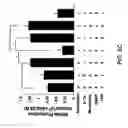 Fig. 07 - Myogenic Development and Protection of Stem Cells Against Inflammation and Apoptosis By Statins and Isoprenoid Pathway Inhibitors