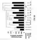 Fig. 09 - Myogenic Development and Protection of Stem Cells Against Inflammation and Apoptosis By Statins and Isoprenoid Pathway Inhibitors