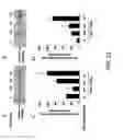Fig. 22 - Myogenic Development and Protection of Stem Cells Against Inflammation and Apoptosis By Statins and Isoprenoid Pathway Inhibitors