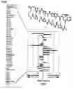 Fig. 07 - Indole derivative for alkylating specific base sequence of DNA and alkylating agent and drug containing the derivative