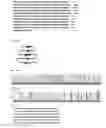 Fig. 20 - Proteinaceous pharmaceuticals and uses thereof